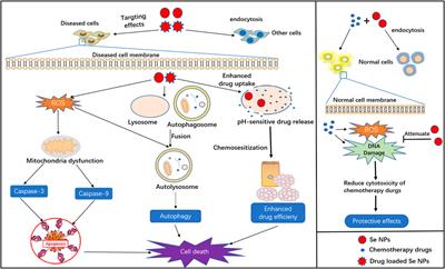 The Advancing of Selenium Nanoparticles Against Infectious Diseases